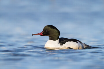 Grote Zaagbek, Goosander, Mergus merganser merganser