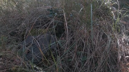 Detail of a log cut long ago in the middle of the humid forest surrounded by brown, yellow and green vegetation in Spain