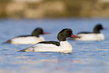 Grote Zaagbek, Goosander, Mergus merganser merganser