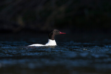 Grote Zaagbek, Goosander, Mergus merganser merganser