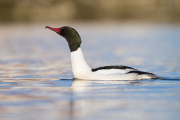 Grote Zaagbek, Goosander, Mergus merganser merganser
