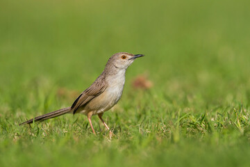Obraz premium Graceful Prinia, Prinia gracilis carpenteri