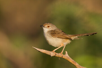Fototapeta premium Graceful Prinia, Prinia gracilis yemenensis