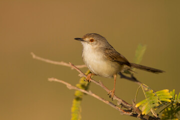 Graceful Prinia, Prinia gracilis yemenensis