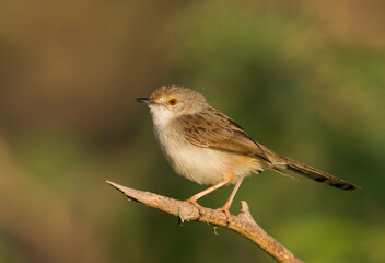 Graceful Prinia, Prinia gracilis yemenensis