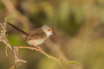 Graceful Prinia, Prinia gracilis yemenensis
