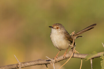 Graceful Prinia, Prinia gracilis yemenensis