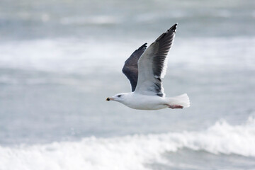Grote Mantelmeeuw, Great Black-backed Gull, Larus marinus