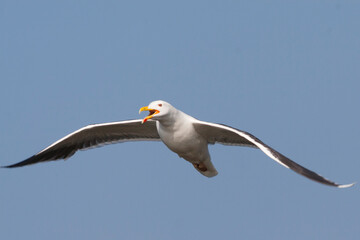 Grote Mantelmeeuw, Great Black-backed Gull, Larus marinus