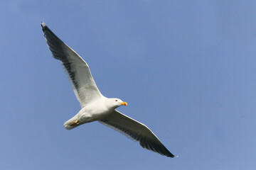 Fototapeta na wymiar Grote Mantelmeeuw, Great Black-backed Gull, Larus marinus
