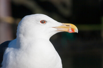 Grote Mantelmeeuw, Great Black-backed Gull, Larus marinus