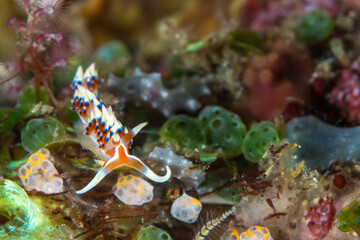 Nudibranch sea slug crawling around muck diving site