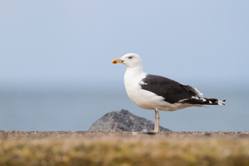 Fototapeta na wymiar Grote Mantelmeeuw, Great Black-backed Gull, Larus marinus