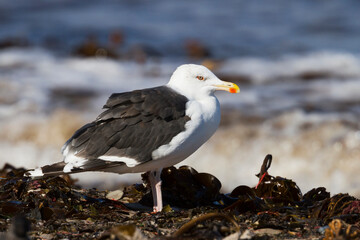 Grote Mantelmeeuw, Great Black-backed Gull, Larus marinus