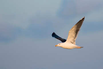 Grote Mantelmeeuw, Great Black-backed Gull, Larus marinus
