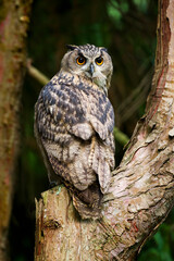 Oehoe, Eurasian Eagle-Owl, Bubo bubo