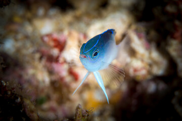 Tropical saltwater damsel fish swimming around coral reef