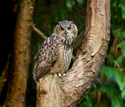Oehoe, Eurasian Eagle-Owl, Bubo bubo