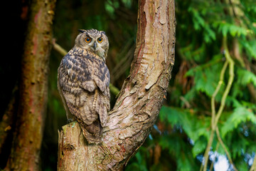 Oehoe, Eurasian Eagle-Owl, Bubo bubo