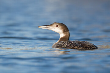 IJsduiker, Great Northern Diver, Gavia immer