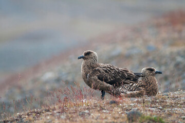 Grote Jager, Great Skua, Catharacta skua