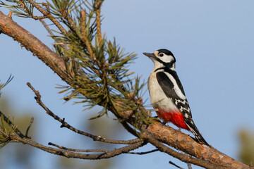 Grote Bonte Specht, Great Spotted Woodpecker, Dendrocopos major