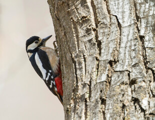 Grote Bonte Specht, Great Spotted Woodpecker, Dendrocopos major