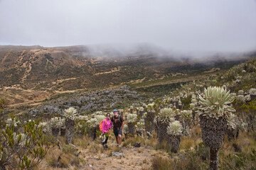 Obraz premium Trekking amongst frailejones on the high altitude Páramo de Oceta trek, Monguí, Boyaca, Colombia