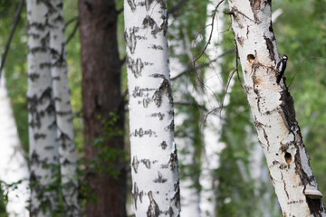 Grote Bonte Specht, Great Spotted Woodpecker, Dendrocopos major