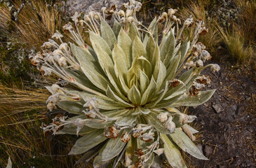 Closeup of (Espeletia) plant growing on the Páramo de Oceta, Monguí, Boyaca, Colombia