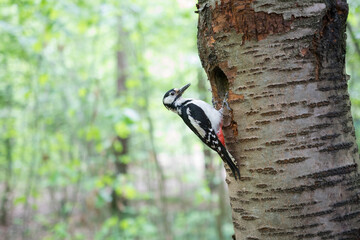 Grote Bonte Specht, Great Spotted Woodpecker, Dendrocopos major