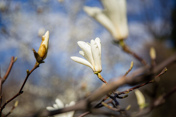 Magnolia blossom on a tree against a blue sky.