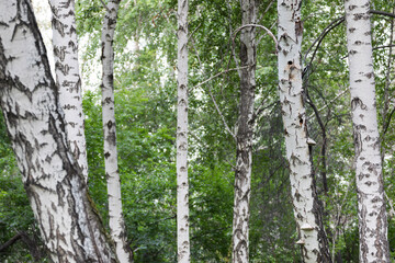 Grote Bonte Specht, Great Spotted Woodpecker, Dendrocopos major