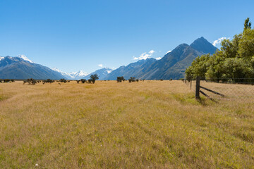 Golden flat farmland between Soutern Alps mountains