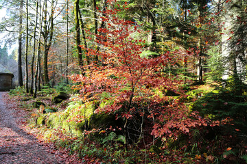 The Hermitage site on the banks of the River Braan in Craigvinean Forest, Scotland