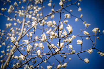 Magnolia blossom on a tree against a blue sky
