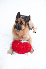 Postcard with dog for Valentines Day. German Shepherd of black and red color lies on freshly fallen white soft snow next to red toy heart.