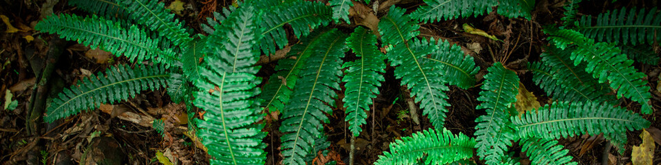  Green fern leaves in forest