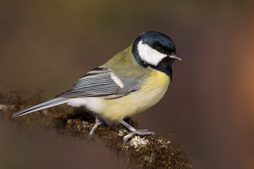 Koolmees, Great Tit, Parus major major