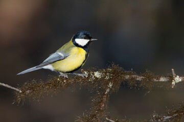 Koolmees, Great Tit, Parus major major