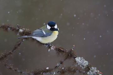Koolmees, Great Tit, Parus major major