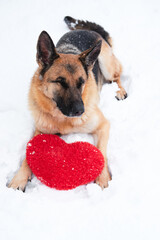 Postcard with dog for Valentines Day. German Shepherd of black and red color lies on freshly fallen white soft snow next to red toy heart.