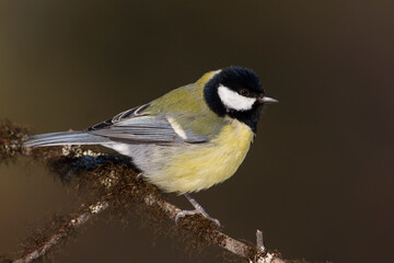 Koolmees, Great Tit, Parus major major