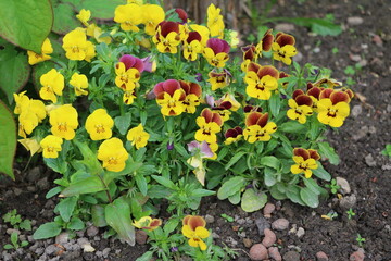 Garden pansies in the garden