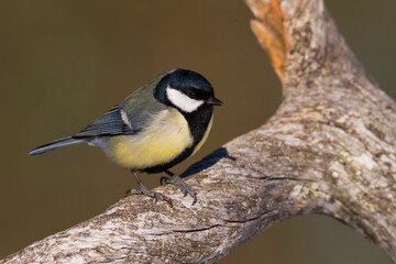 Fototapeta premium Koolmees, Great Tit, Parus major major
