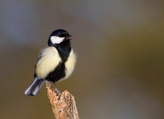 Koolmees, Great Tit, Parus major major