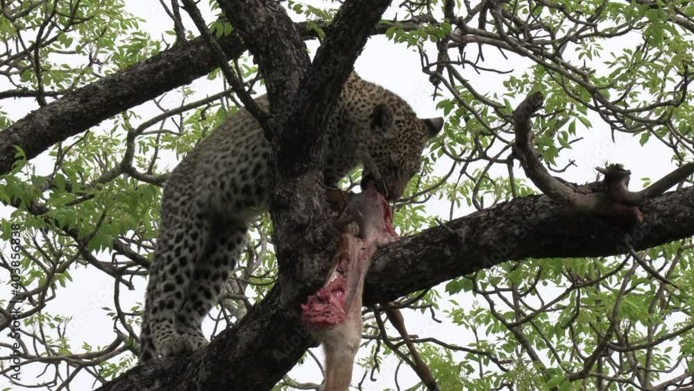 Poster lone leopard on tree branch feeds on carcass, close view from below