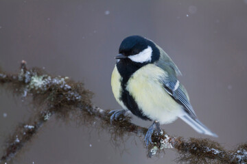Koolmees, Great Tit, Parus major major