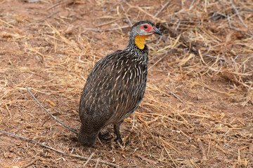 Yellow-necked spurfowl in Samburu National Reserve, Kenya