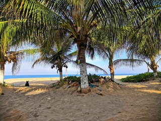 beach, palm, sea, tropical, tree, sand, ocean, island, palm tree, sky, landscape, water, travel, nature, paradise, summer, vacation, caribbean, coast, coconut, blue, holiday, palms, trees, exotic